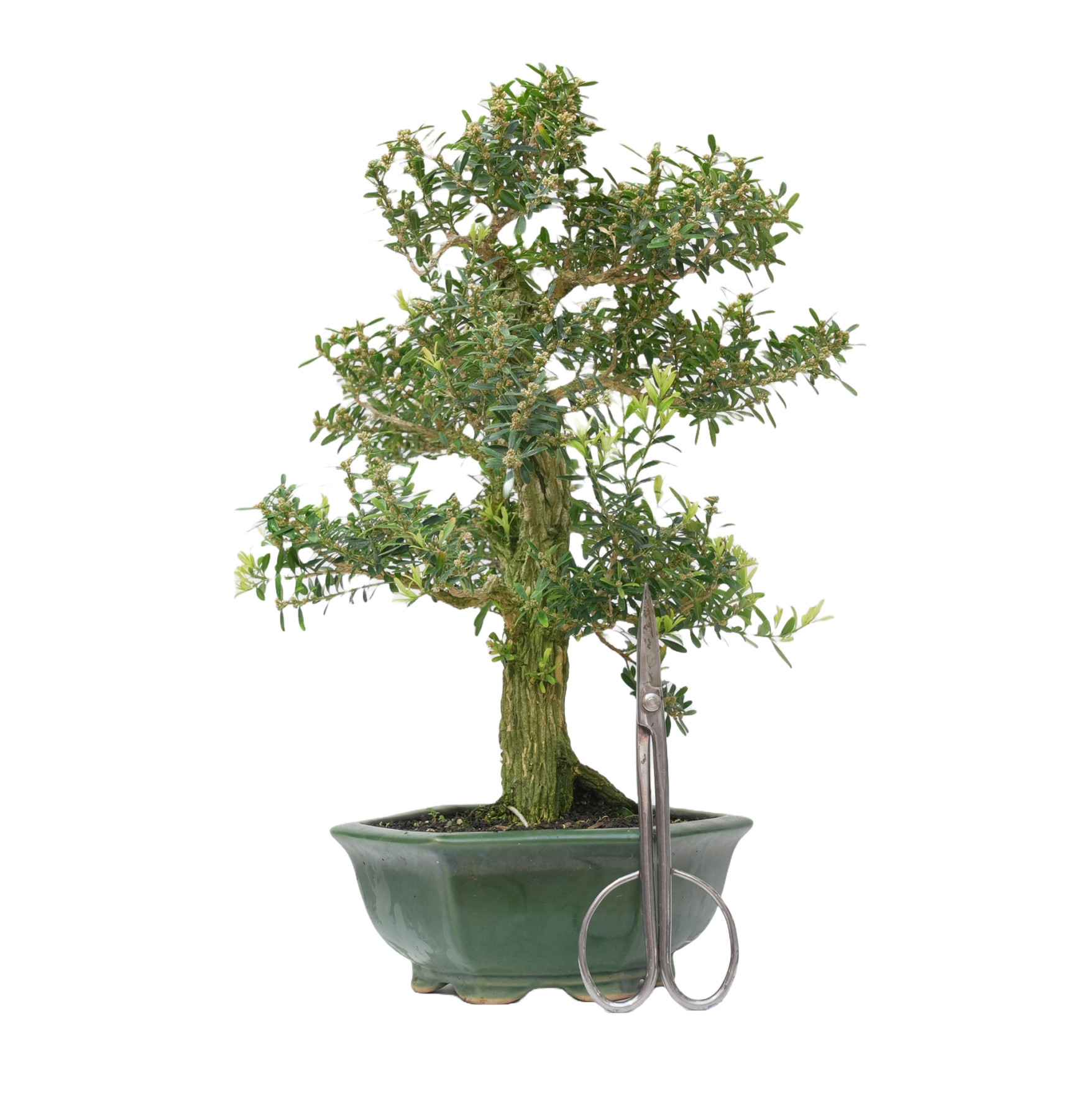 BUXUS HARLANDI 14927