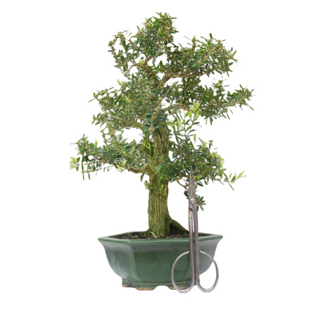 BUXUS HARLANDI 14927