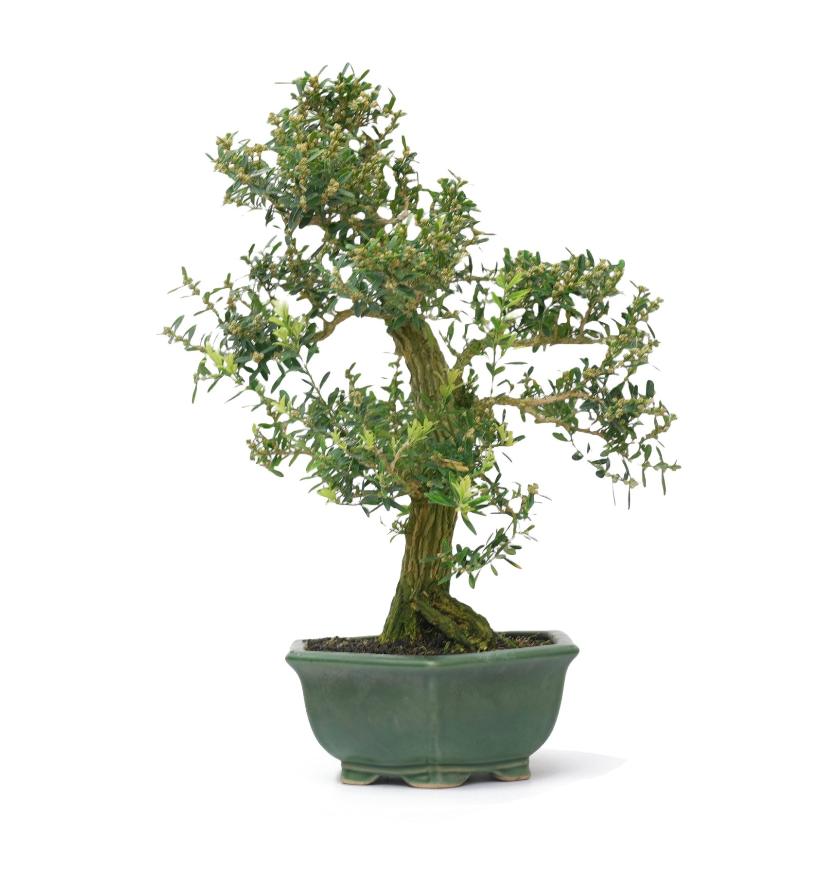 BUXUS HARLANDI 14927