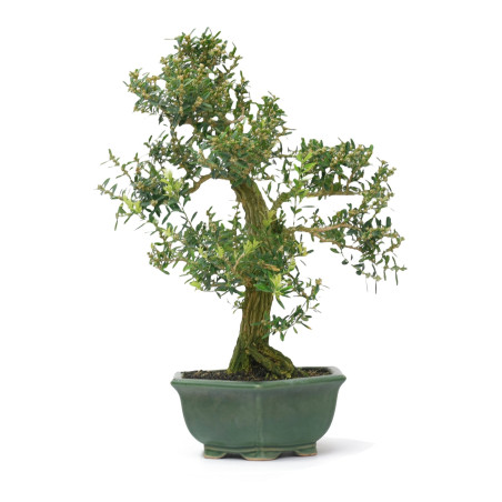 BUXUS HARLANDI 14927