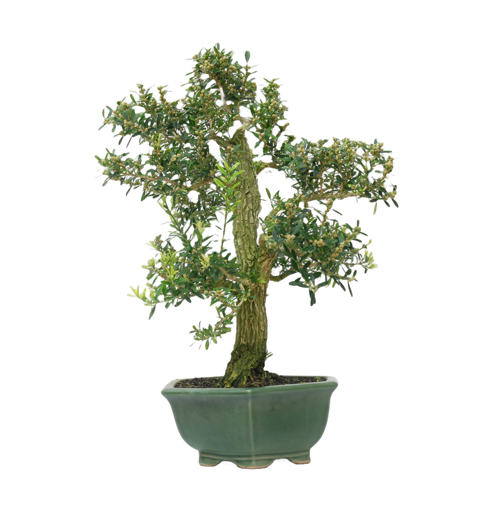 BUXUS HARLANDI 14927