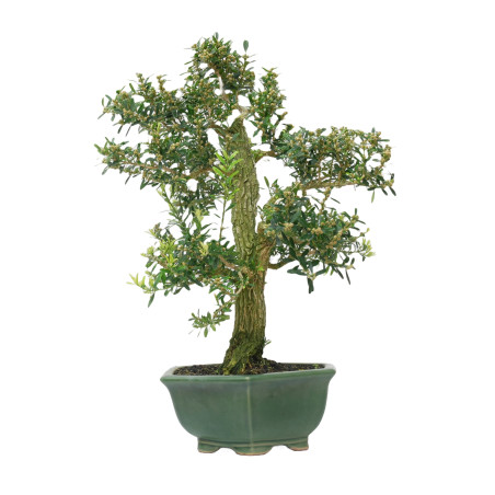 BUXUS HARLANDI 14927