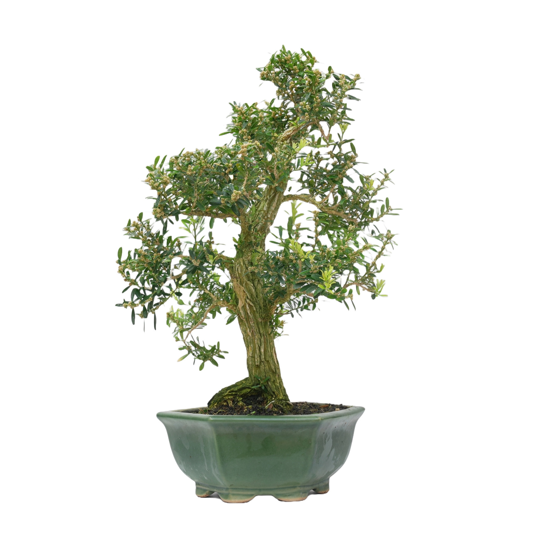 BUXUS HARLANDI 14927