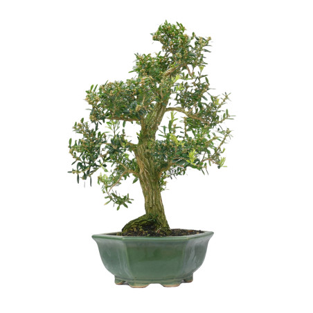 BUXUS HARLANDI 14927