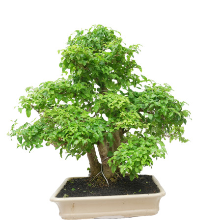 LIGUSTRUM OVALIFOLIUM 14933