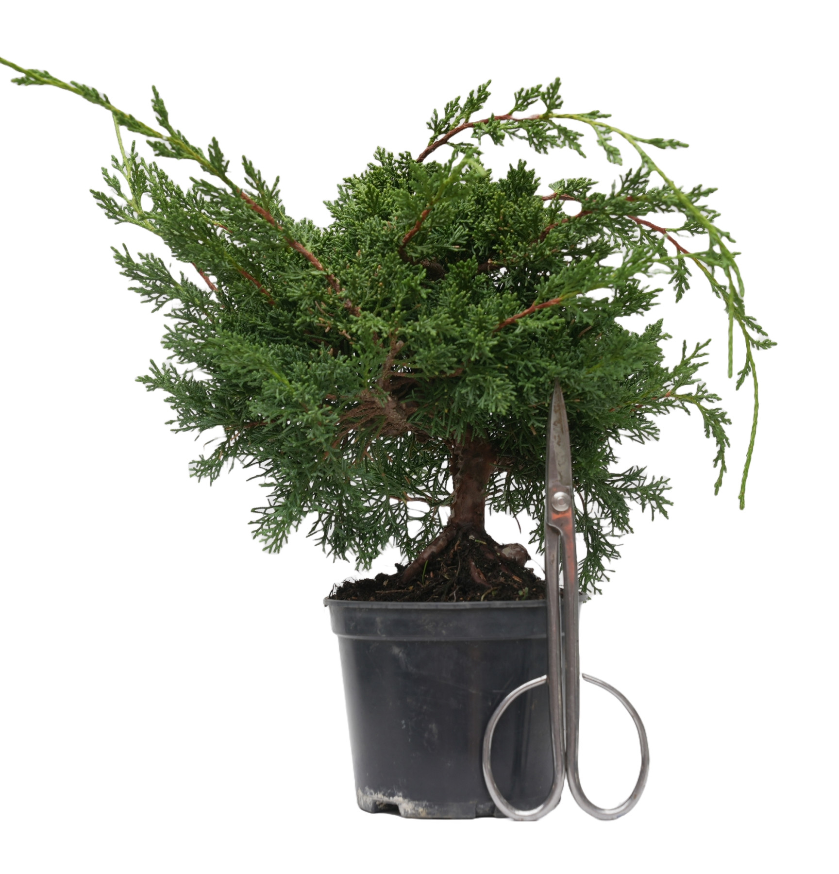 JUNIPERUS CHINENSIS KYUSHU 14945