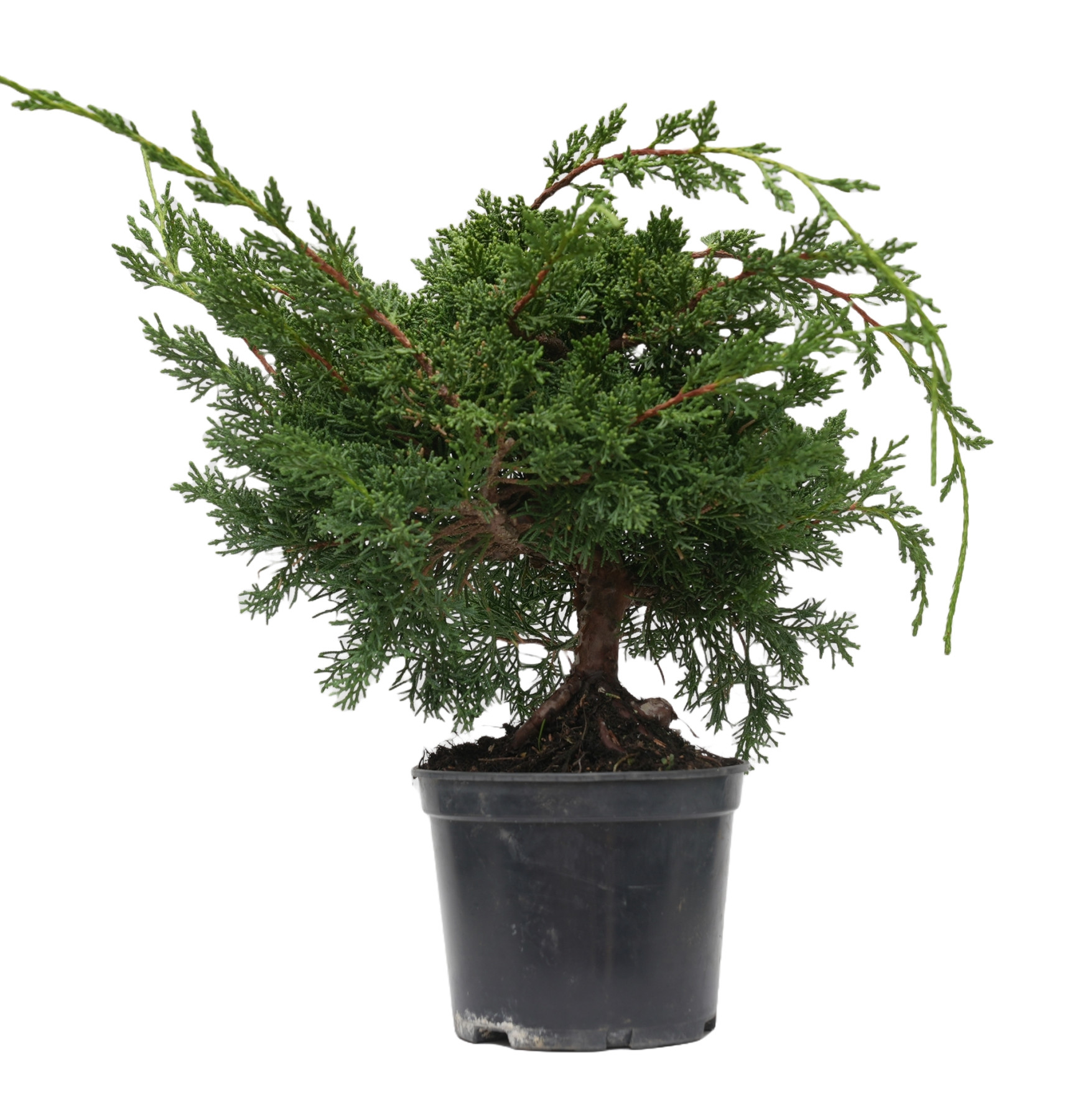 JUNIPERUS CHINENSIS KYUSHU 14945