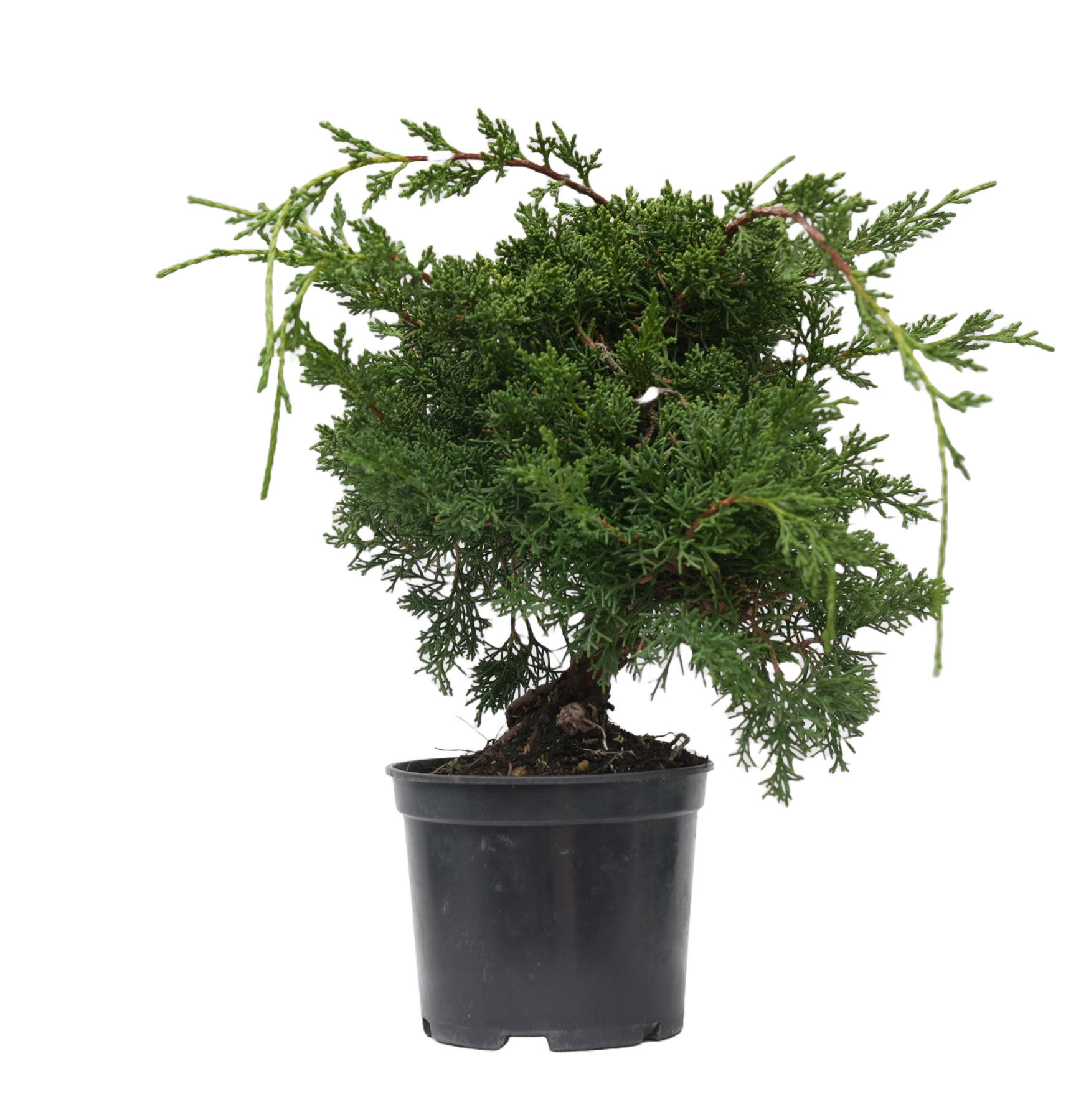 JUNIPERUS CHINENSIS KYUSHU 14945