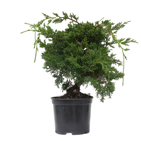 JUNIPERUS CHINENSIS KYUSHU 14945