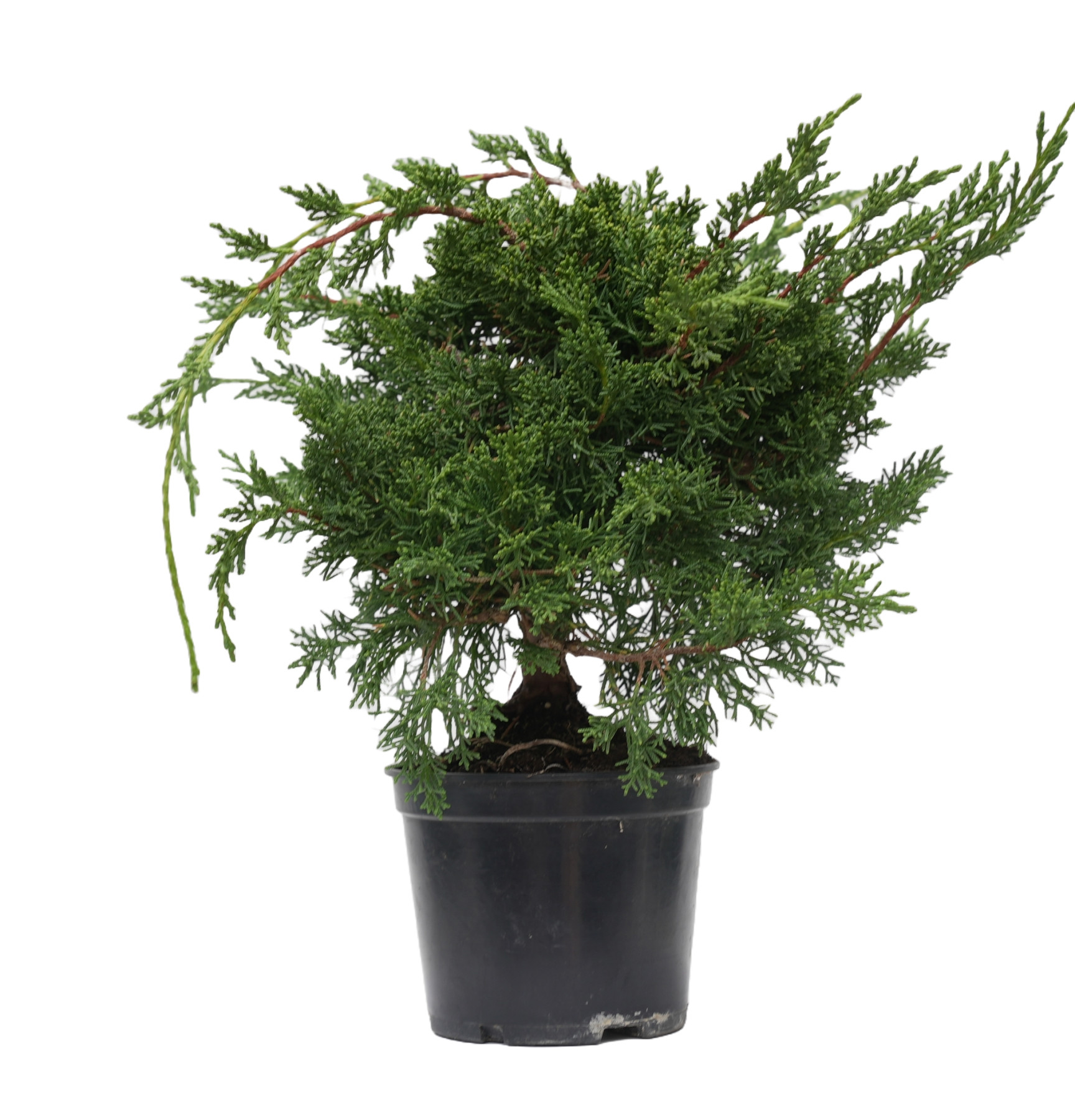 JUNIPERUS CHINENSIS KYUSHU 14945