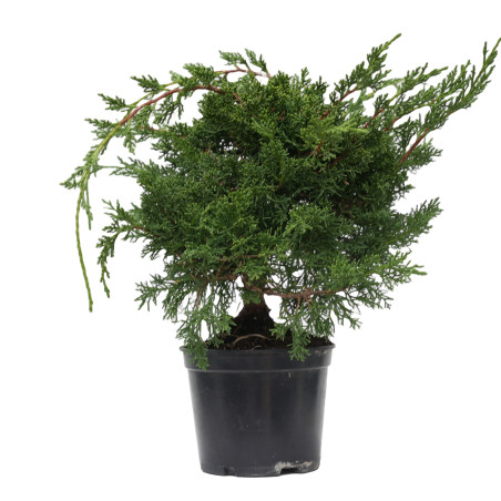 JUNIPERUS CHINENSIS KYUSHU 14945