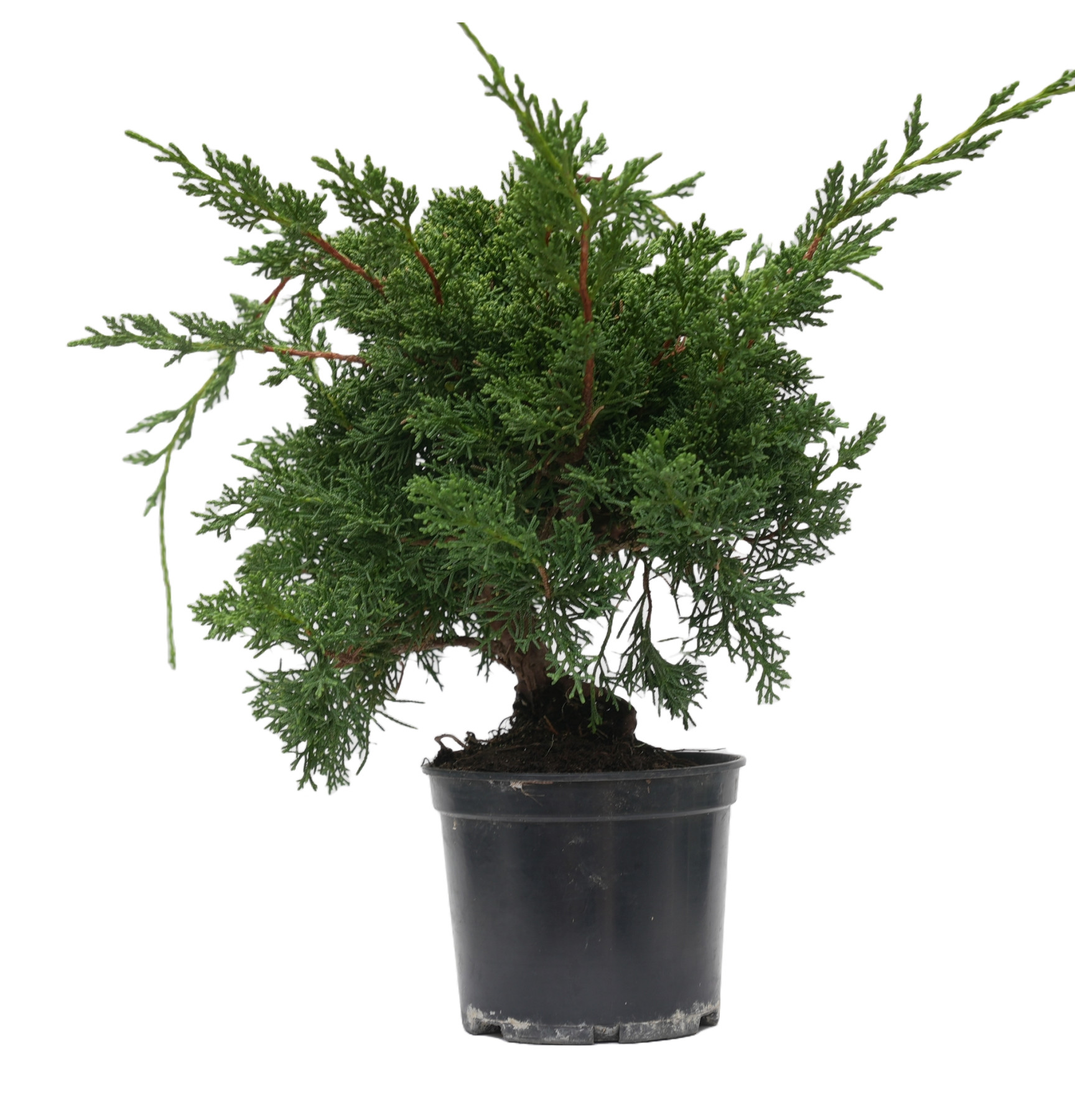 JUNIPERUS CHINENSIS KYUSHU 14945