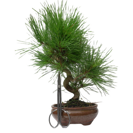 PINUS THUNBERGII 14946