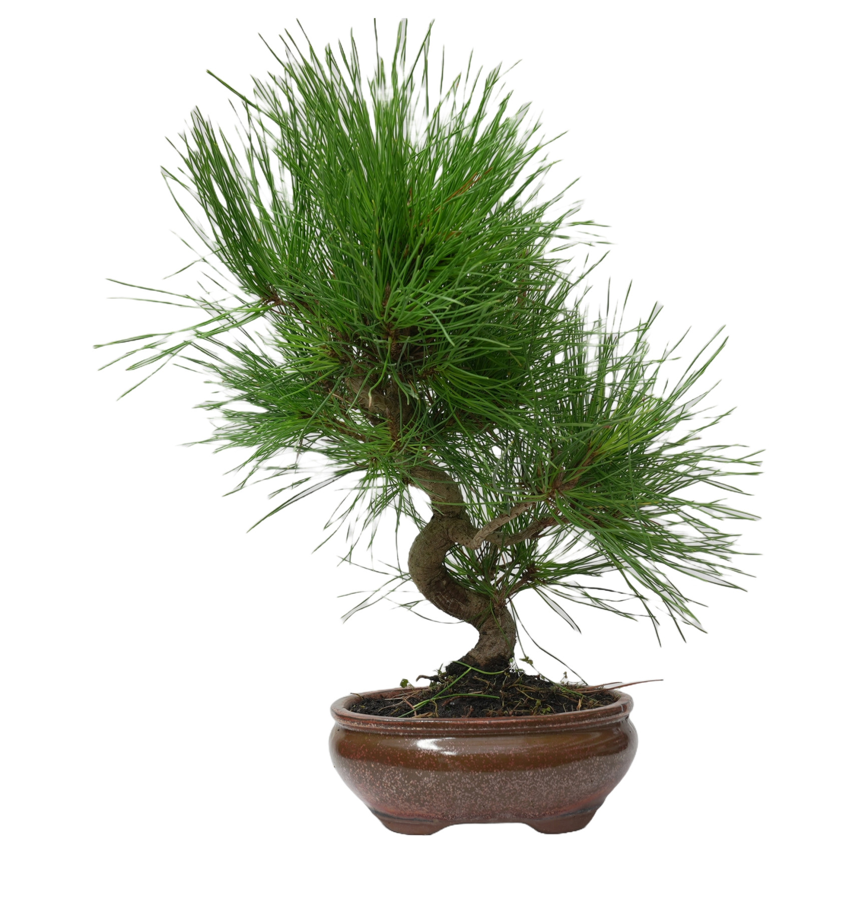 PINUS THUNBERGII 14946