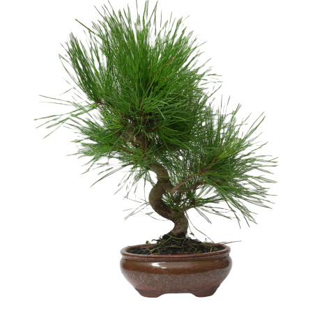 PINUS THUNBERGII 14946