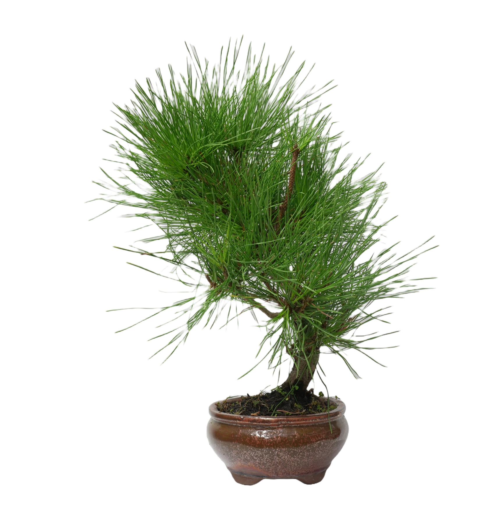 PINUS THUNBERGII 14946