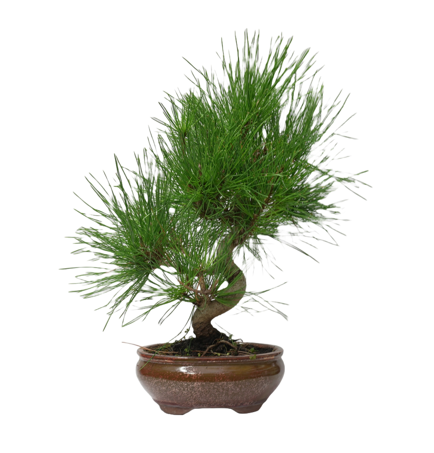 PINUS THUNBERGII 14946