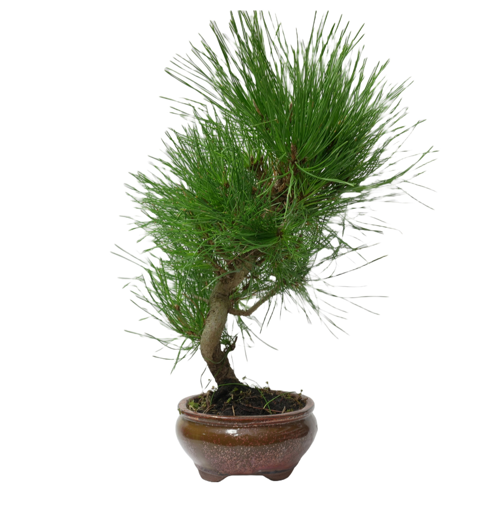 PINUS THUNBERGII 14946