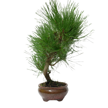 PINUS THUNBERGII 14946