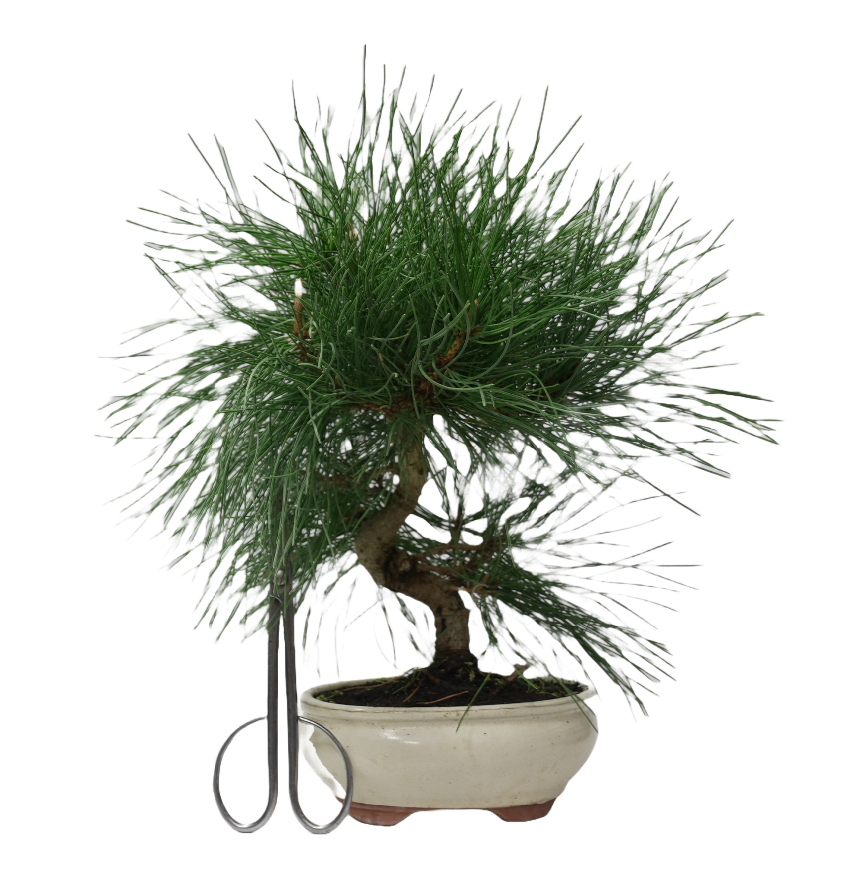 PINUS THUNBERGII 14947