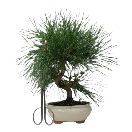 PINUS THUNBERGII 14947