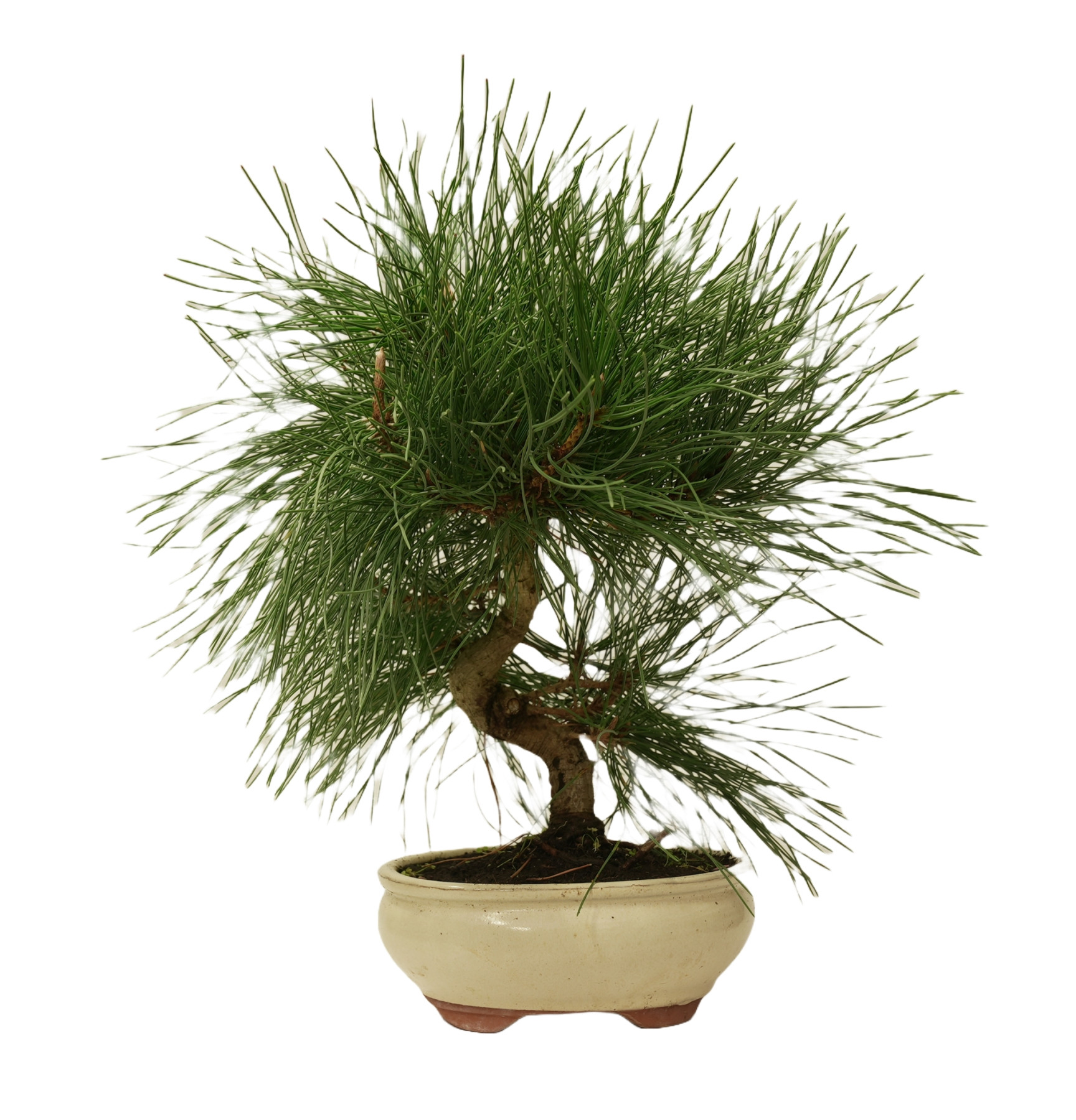 PINUS THUNBERGII 14947