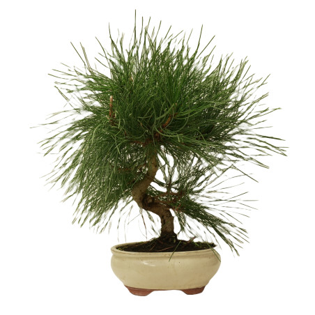 PINUS THUNBERGII 14947