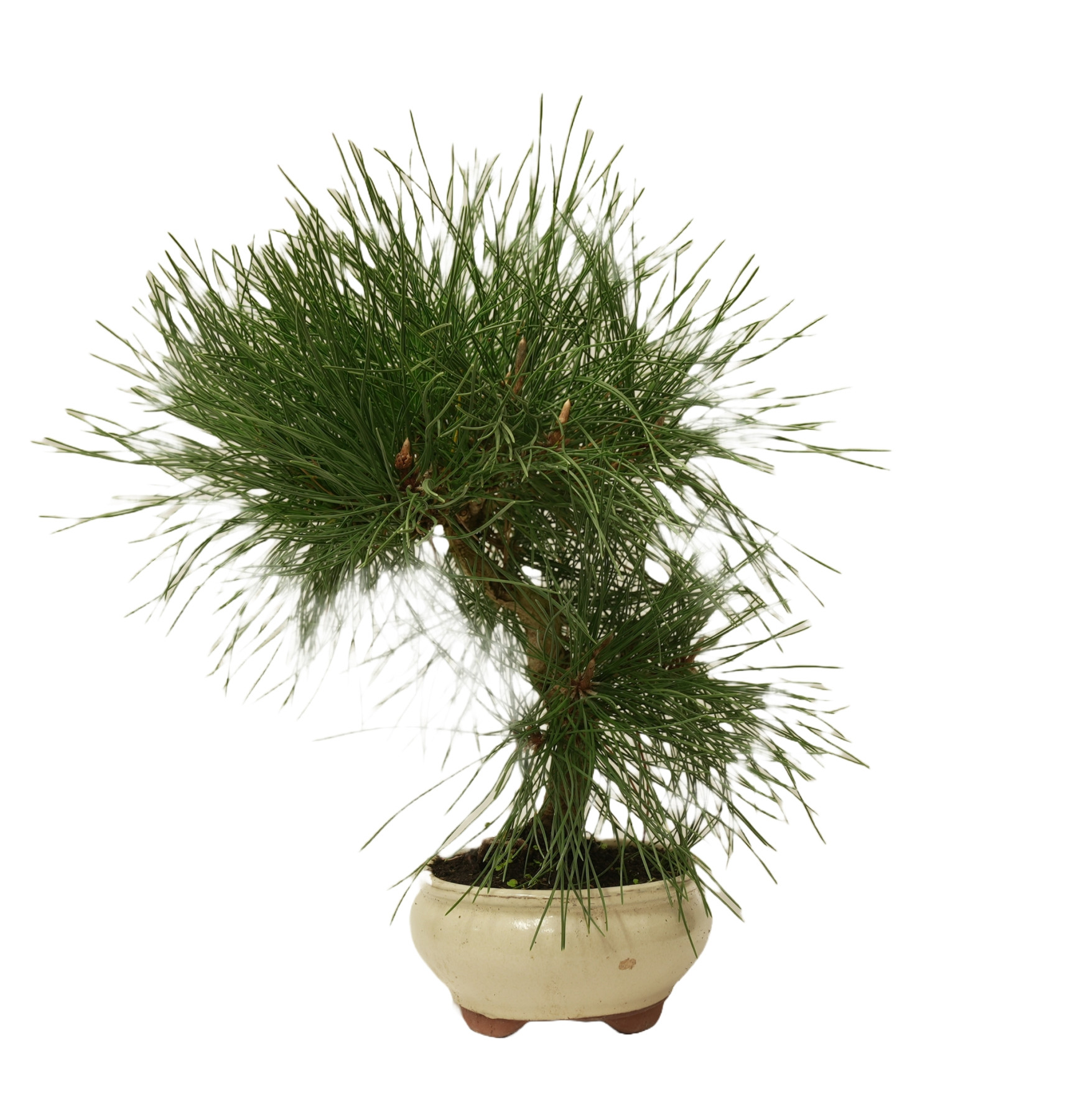 PINUS THUNBERGII 14947