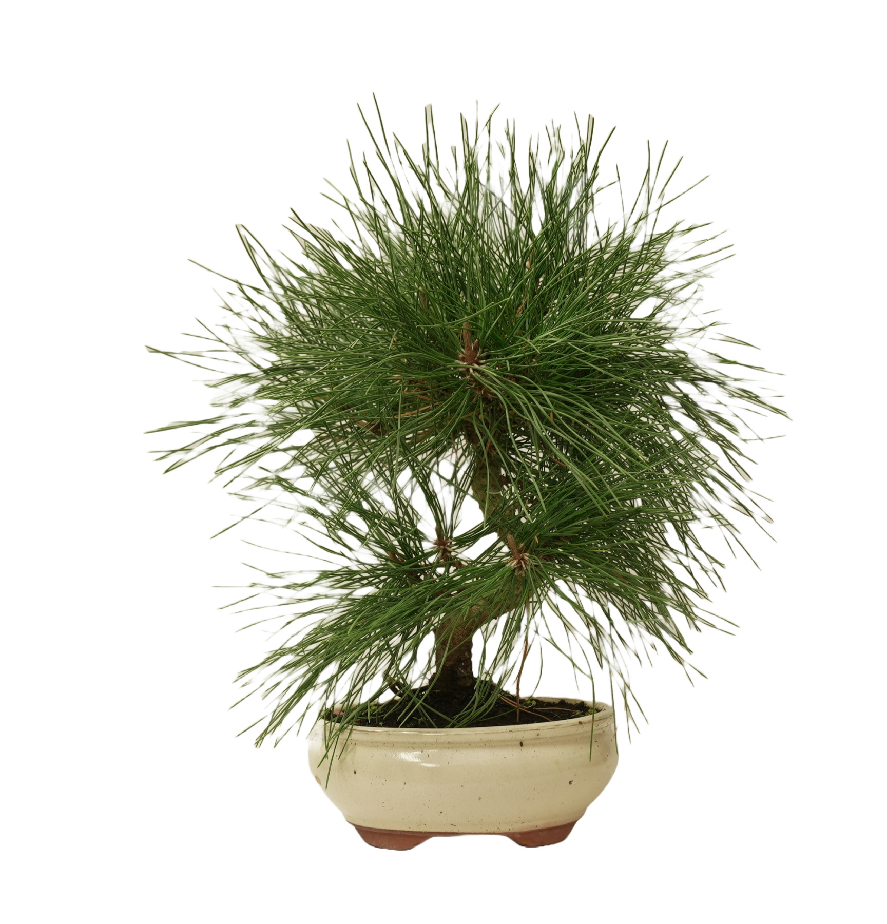 PINUS THUNBERGII 14947