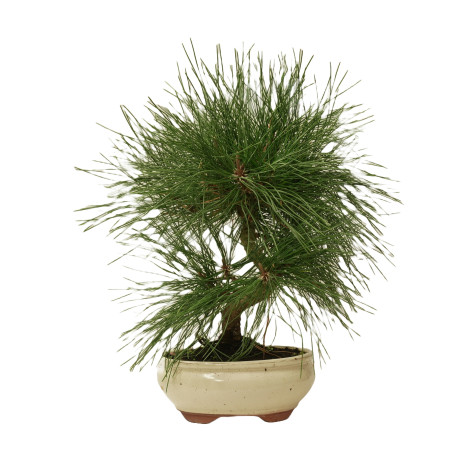 PINUS THUNBERGII 14947