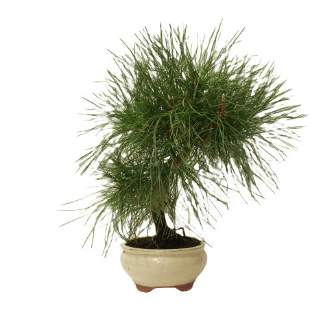 PINUS THUNBERGII 14947