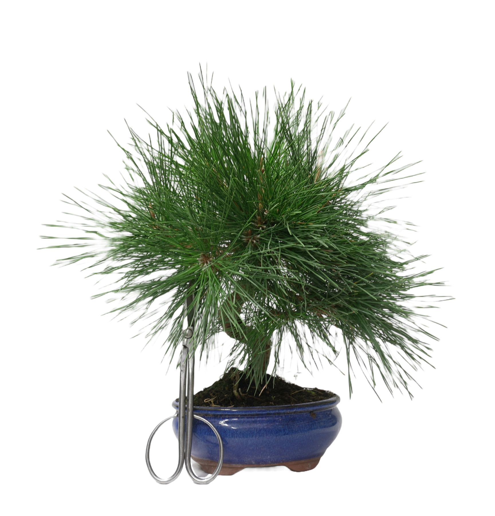 PINUS THUNBERGII 14948