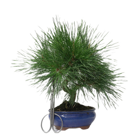 PINUS THUNBERGII 14948