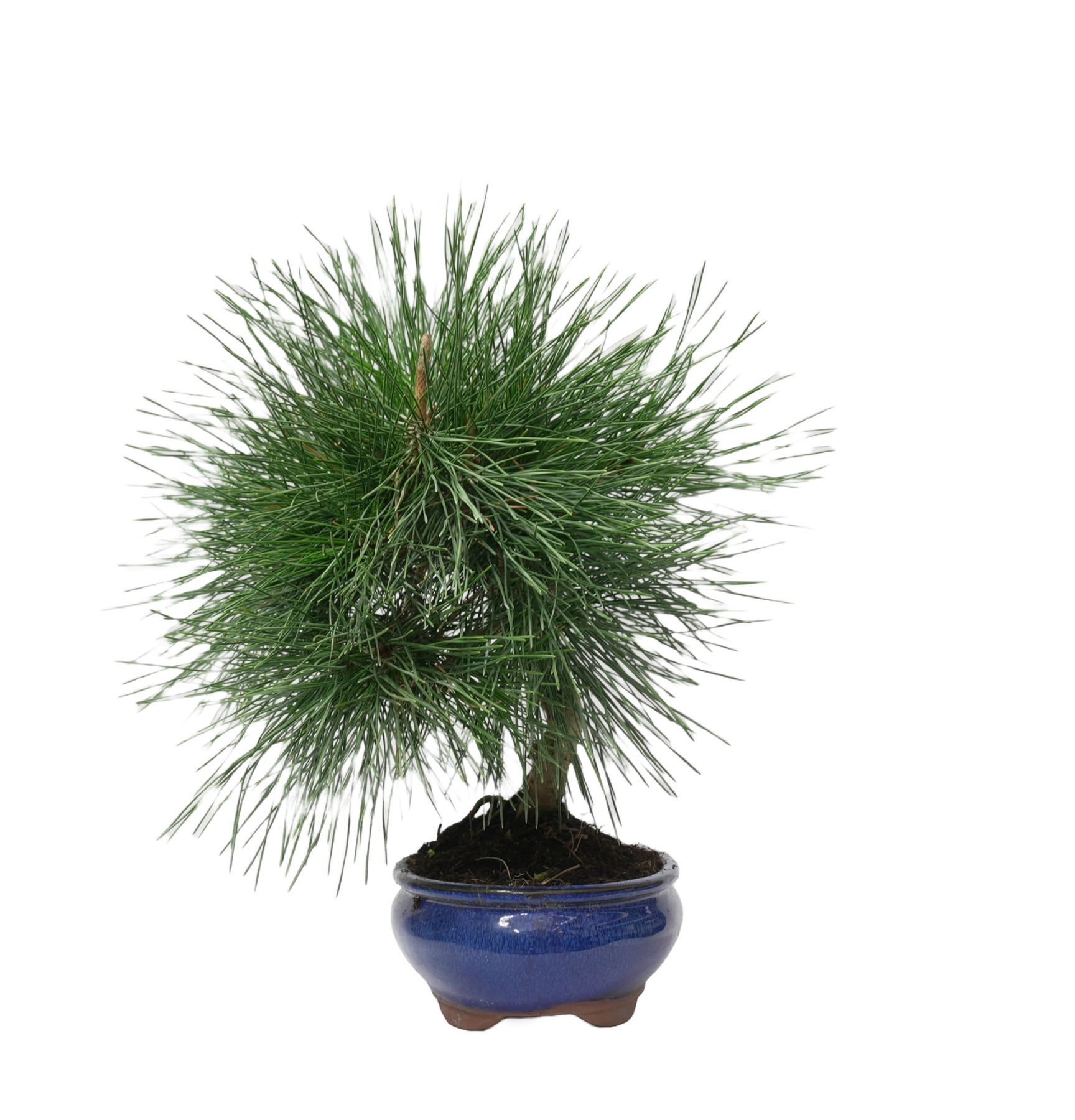 PINUS THUNBERGII 14948