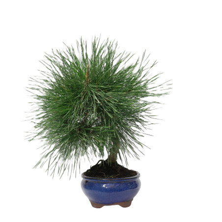 PINUS THUNBERGII 14948