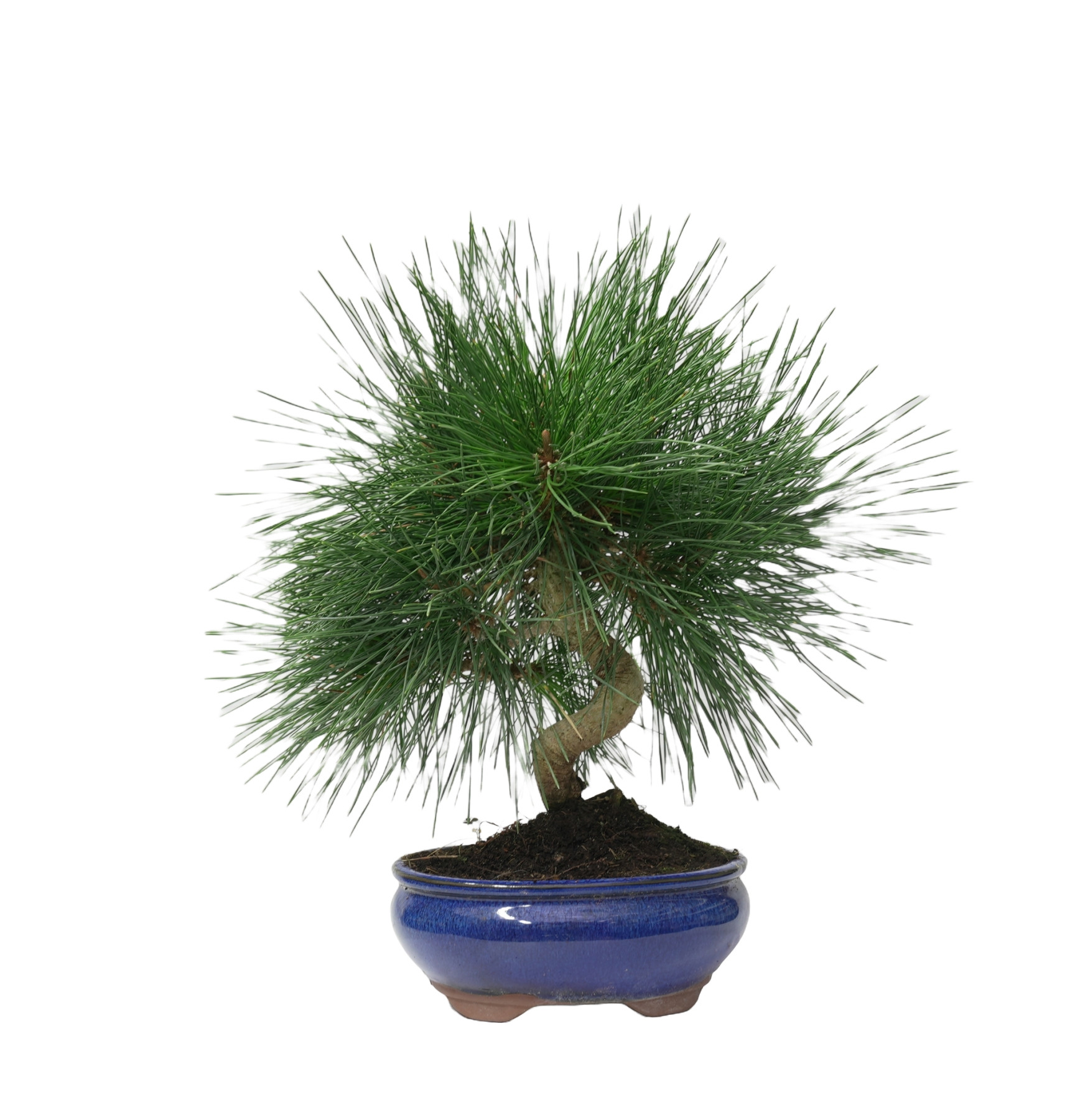 PINUS THUNBERGII 14948