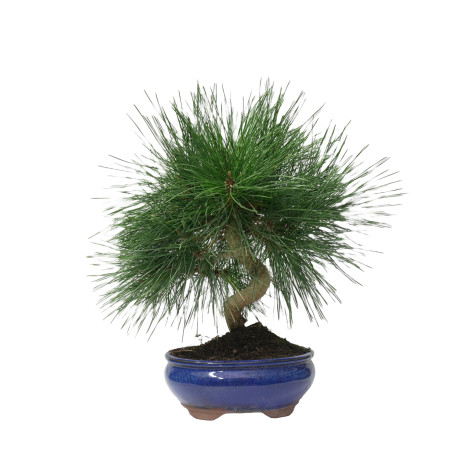 PINUS THUNBERGII 14948