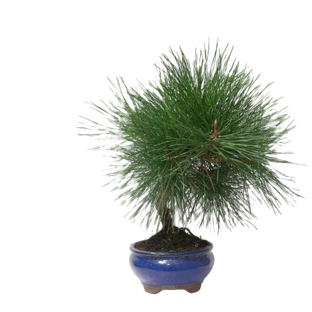 PINUS THUNBERGII 14948