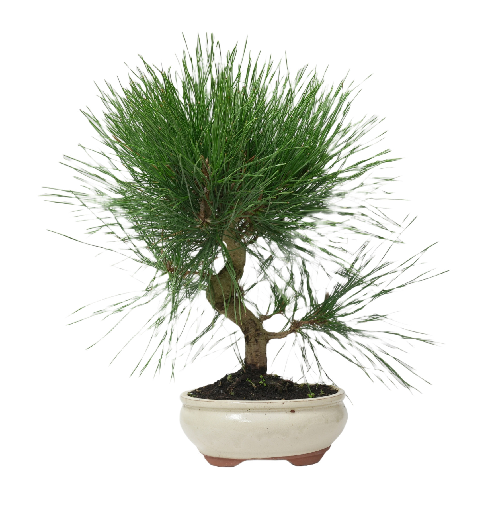 PINUS THUNBERGII 14949