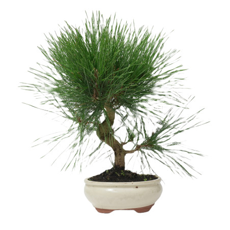 PINUS THUNBERGII 14949