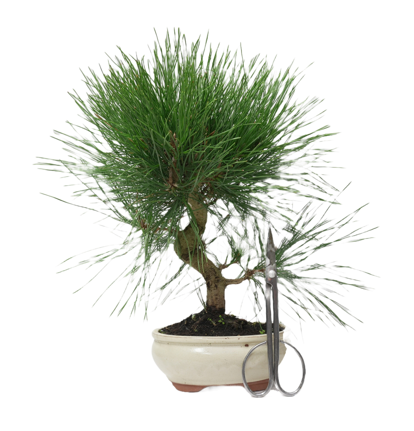 PINUS THUNBERGII 14949