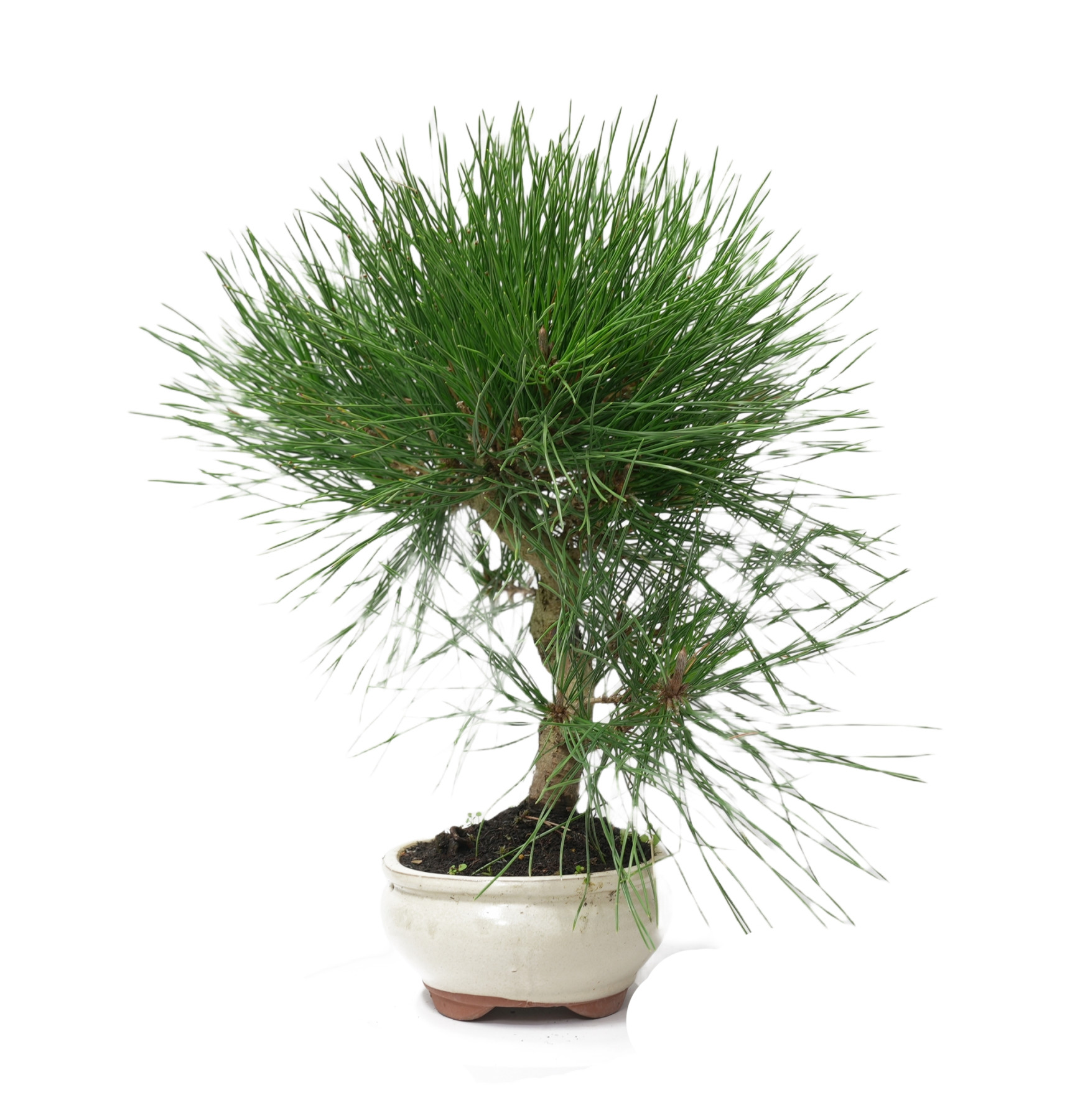 PINUS THUNBERGII 14949