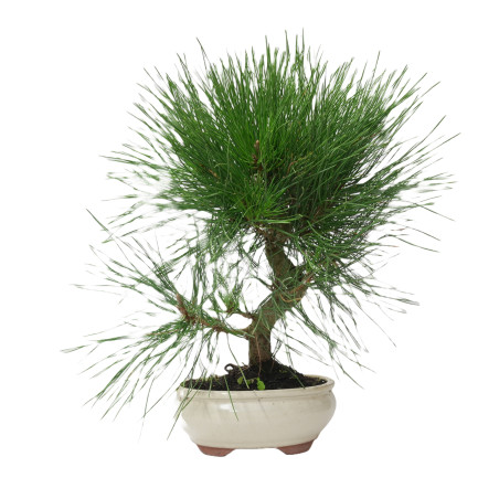 PINUS THUNBERGII 14949