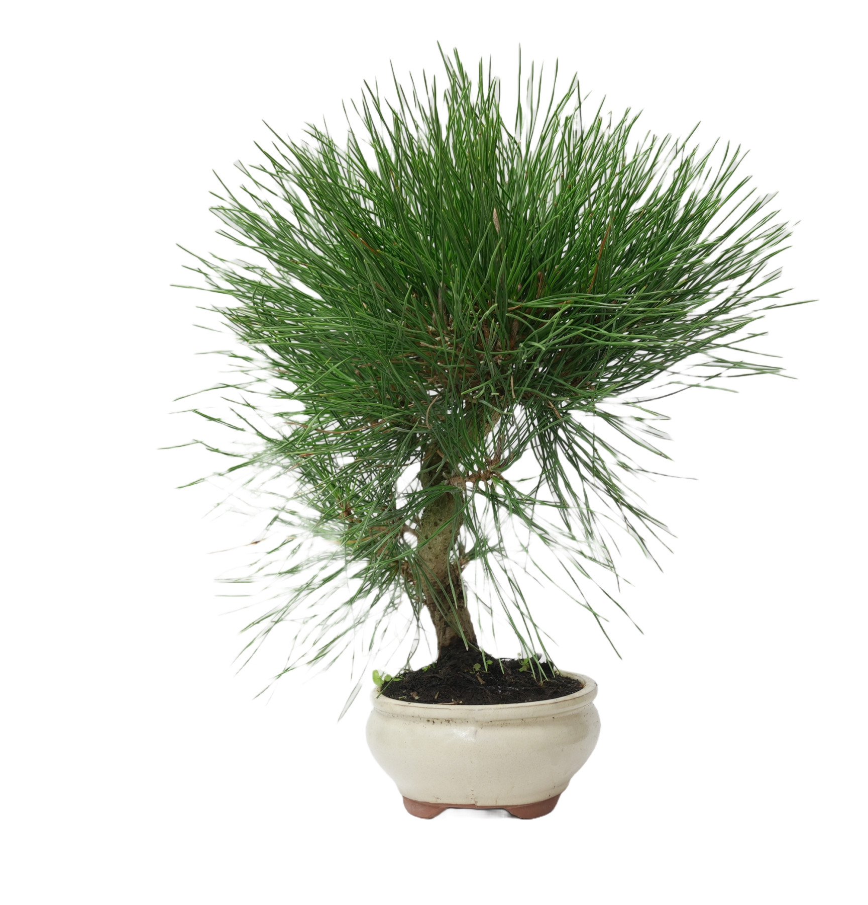 PINUS THUNBERGII 14949