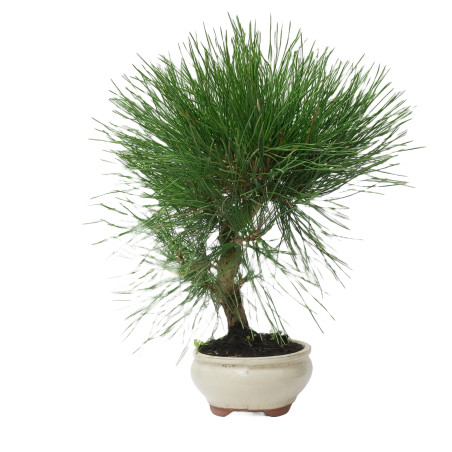 PINUS THUNBERGII 14949