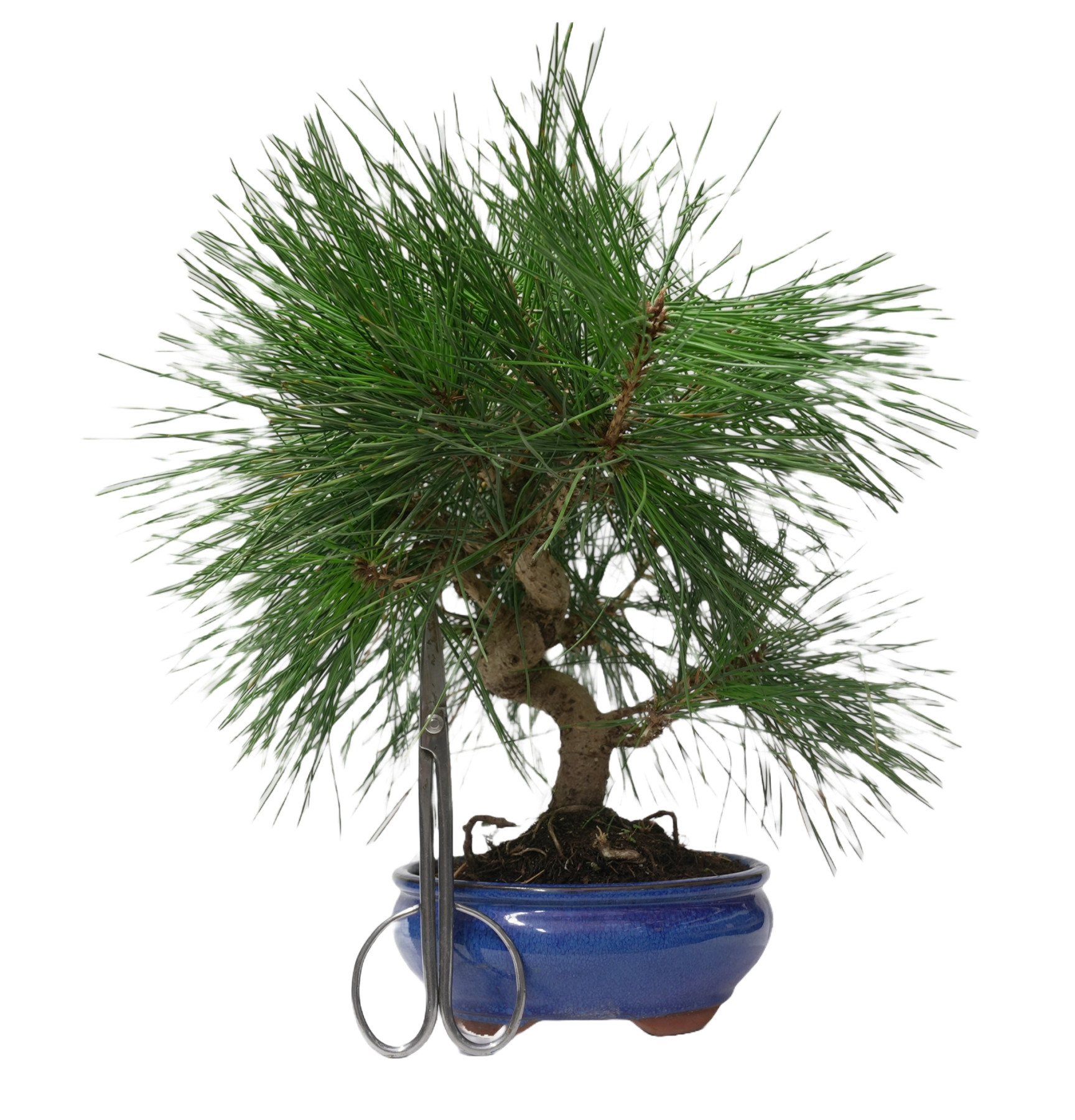 PINUS THUNBERGII 14950