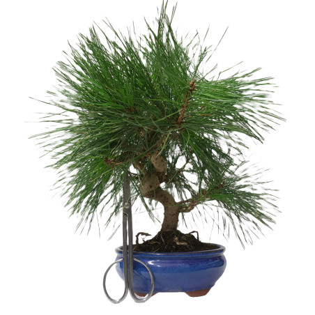 PINUS THUNBERGII 14950