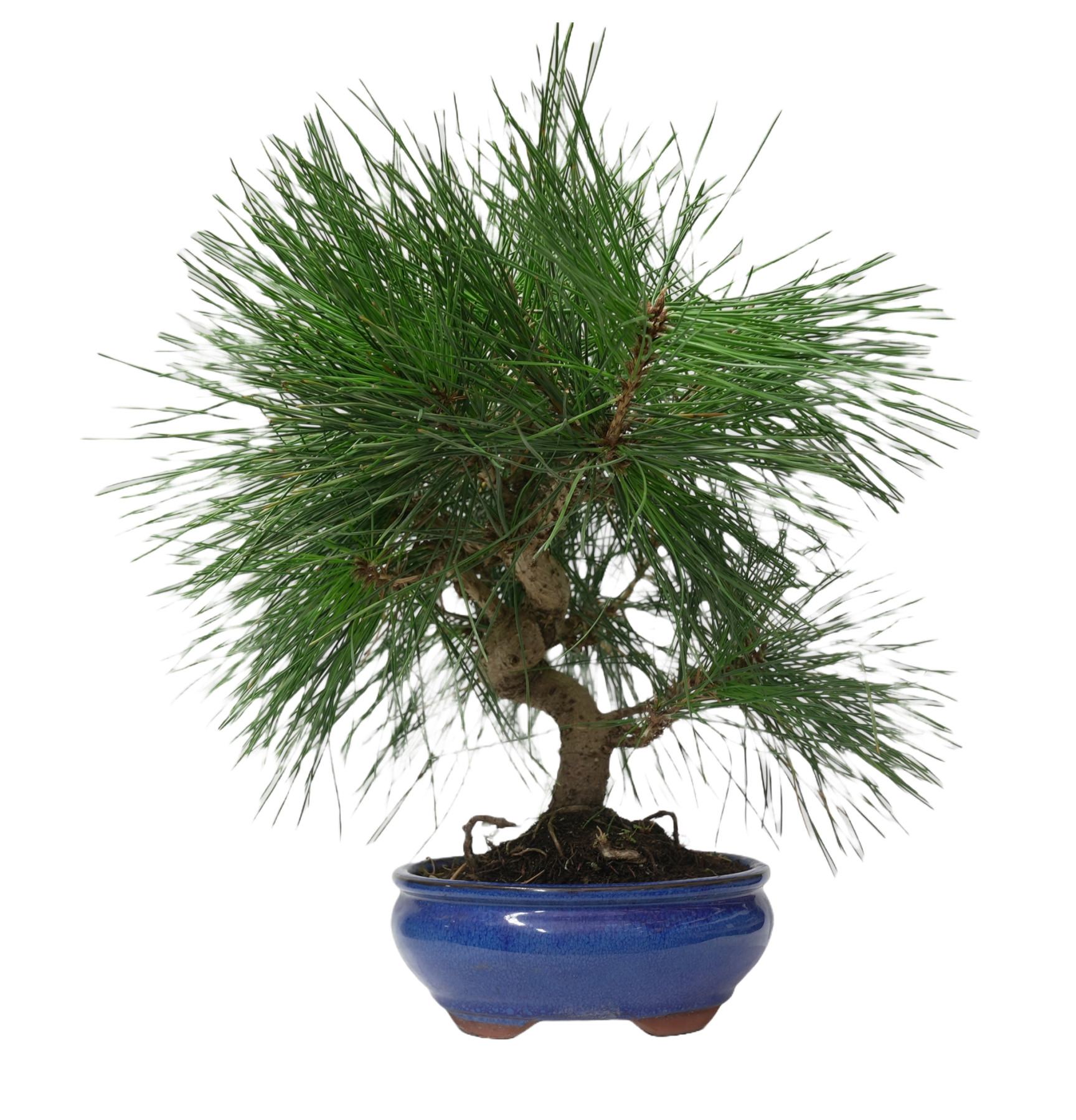 PINUS THUNBERGII 14950