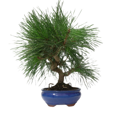 PINUS THUNBERGII 14950