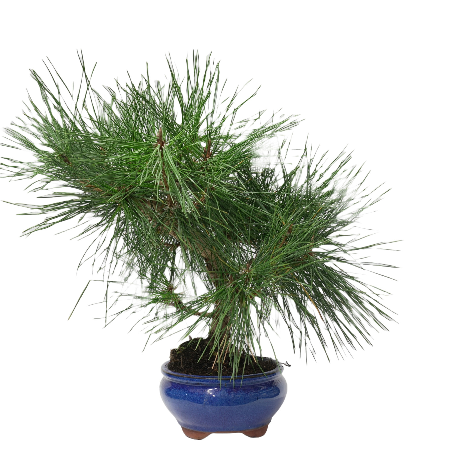 PINUS THUNBERGII 14950